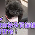 這是要買罐罐的,誰都不可拿走!網友看了笑噴:養到ㄧ隻守財犬!
