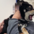 柴犬打預防針,高分貝驚叫笑壞主人 !
