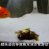 網友「特製輪椅」給金魚,牠開心游泳的畫面,讓人看了超感動!!