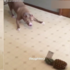 第一次見鳳梨~比特犬嚇到「滿屋亂竄」:你不要靠近我!