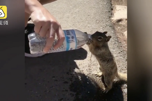 太可愛啦！天氣太熱，松鼠向路人討水喝，抱住瓶口不放手：「再給我喝一點～」