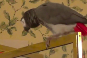鸚鵡展現超高特技，讓網友看了笑噴：是阿湯哥無誤！