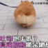 有看過吐司跑步嗎?翹臀「超快速擺動」驚呆網友:「什麼沒快轉!?我還以為16倍速」