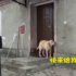 外出回來被關,狗狗急中生智「按門鈴」叫主人開門!主放狗進家門後還傻眼往外看:「真的沒人按門鈴?」