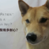 腦洞實驗:零食放在柴犬面前,牠能忍住不吃嗎?