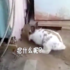 超感人!貓咪被困,兔子奮力營救!!