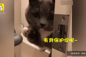 主人上廁所，貓咪蹲門口當「守衛」緊盯不放：「你慢慢上，沒壓力，我都看著呢～」