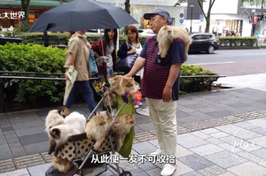 大爺帶著貓咪環遊日本，滿滿都是愛：「養了一隻後就一發不可收拾了」