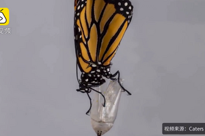 破繭成蝶！50秒看完蝴蝶的生命歷程，真是令人覺得驚豔萬分！