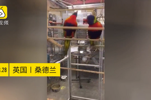 默契滿分！兩隻鸚鵡站架上做體操，「360旋轉特技」看得眼花撩亂！