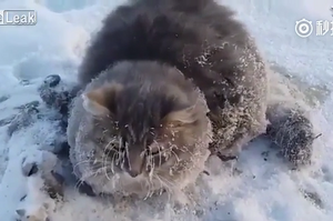 可憐貓咪爪子被死死凍進冰裡瑟瑟發抖，幸遇好心路人灑溫水、按摩回暖拯救