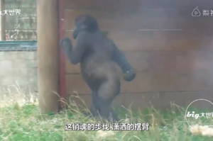猩猩憑「霸氣社會步」成網紅，一臉傲嬌，走兩步就能吸引無數目光