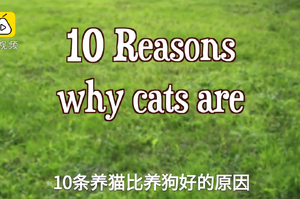 貓貓VS狗狗，到底養哪個比較好？貓奴總結「10條」養貓比養狗好的原因！
