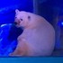 地表最悲傷的動物園!這裡的動物眼神哀戚、表情痛苦,身體與靈魂都遭到禁錮....