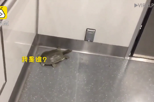 歷險記！蠢萌小烏龜驚現日本地鐵，爬來爬去的模樣萌翻網友！龜：「我是誰？我在哪？」