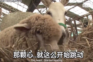 這個農場裡發生的一場羅曼蒂克：一頭騾子和一隻綿羊的禁忌之戀