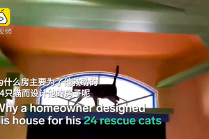 他愛貓成痴，斥資「300萬台幣」將家變成24隻貓的樂園