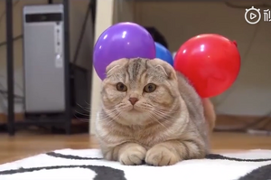 當貓咪背後被粘上個氣球，這反應也太可愛了～
