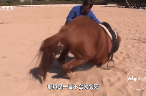 一匹有心機的馬：有人想騎牠就裝死，一看到有人接近就立刻倒地