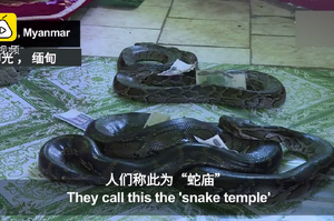 這些寺廟裏全是蛇？有人專程前來「蛇廟」拜蛇還願！你想去看看嗎？