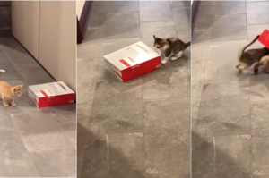 一位網友分享：自己辦公室的兩隻小貓咪，玩樂爭奪一個紙箱不亦樂乎