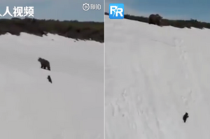 小熊要爬很陡峭的雪山跟上媽媽，期間一度失敗滑落底端！最後結局感動網友！