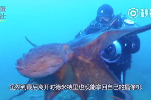 男子深海偷拍被巨型章魚偷襲，脖子被纏住險喪命，連相機都被奪走