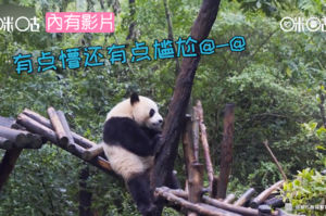 熊貓爬樹不小心跌倒，立刻機智化解尷尬：「就算摔倒，也要倒得漂亮！」