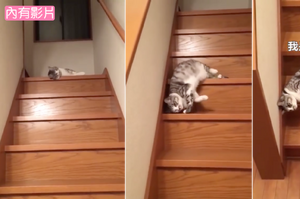 日本網友拍到了自家貓咪下樓梯的一幕，再次證明貓咪是水做的