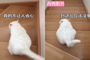 一位小姐姐說，自從自己在樓梯處滑跌了兩次，家裡貓貓就變成這樣了