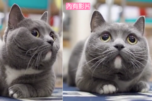 一隻臉非常圓的小貓咪，號稱360度無稜角
