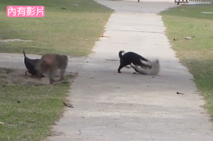 喵星人打架，圍觀的一群猴子看不下去，衝上去勸架：「別打了！」