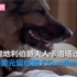 羨慕這隻世界上最富有的狗,名下資產價值「115億」,每天都有專人伺候