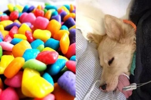 每年有3000隻狗狗誤食木糖醇致死：比眾所皆知的巧克力還要更毒