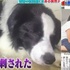 孩子們登山時被胡峰群襲擊,危急時刻一隻狗狗沖了過去!