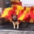 流浪狗總是來洗車店洗澡,老闆:「牠大概是要去約會?」