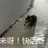 網友接到鄰居電話說自己家被淹了,開門一看又是二哈:「這狗還能要嗎?」