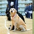 「連續6年」考警犬都失敗!成功之後退役去世,粉絲建一尊銅像「紀念」牠