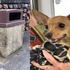吉娃娃被遺棄在垃圾桶,被救助後近百人爭相領養!