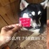 網友養了哈士奇,不僅被拆家,還差點意外懷孕