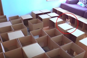 喵皇喜歡鑽紙箱，奴才買「50個箱子」送牠！結果喵皇的反應令人想像不到！