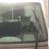 頑皮哈士奇凌晨啟動警車,民警:嚇了我一跳!
