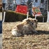 一隻現實版的「忠犬八公」,牠就流浪在北京
