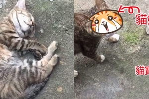 看到睡覺的小貓忍不住靠近拍照，結果往左ㄧ看，網友笑噴：還活著算你命大啦！