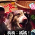 狗狗為了搶寶寶食物,竟「進化開口」叫媽媽!主人瘋狂大笑!(影片)