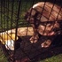 因為難產,主人將繁殖犬拋棄在公園,讓牠們自生自滅