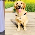 主人重金尋找黃金獵犬,牠是丈夫生前留下的最珍貴的禮物