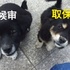 流浪狗搖身變「警犬」,警察蜀黍為牠們取名「候審」、「取保」