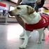 帶導盲犬進店遭拒,主人直接報警:要為牠討個說法!