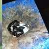 學校警衛打死懷孕流浪狗,學生心碎:牠從沒咬過人!